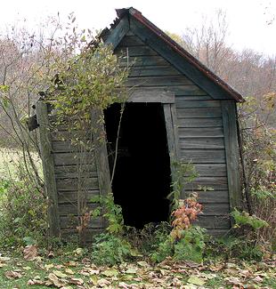 Shed In Progress